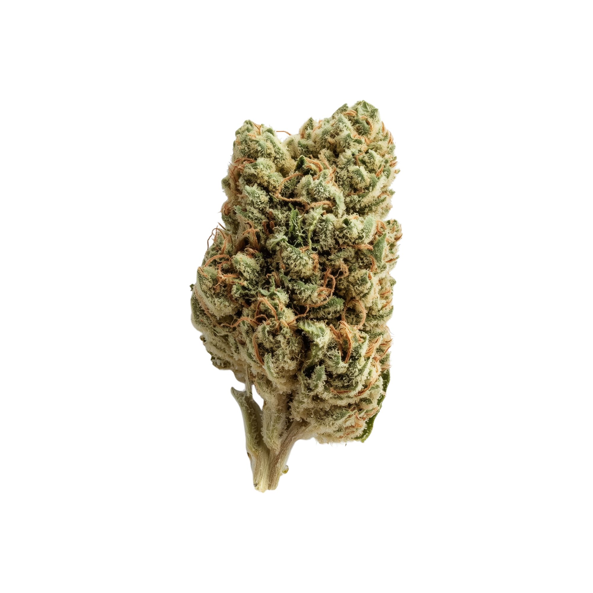 Blue Zushi Strain | Golden Garden